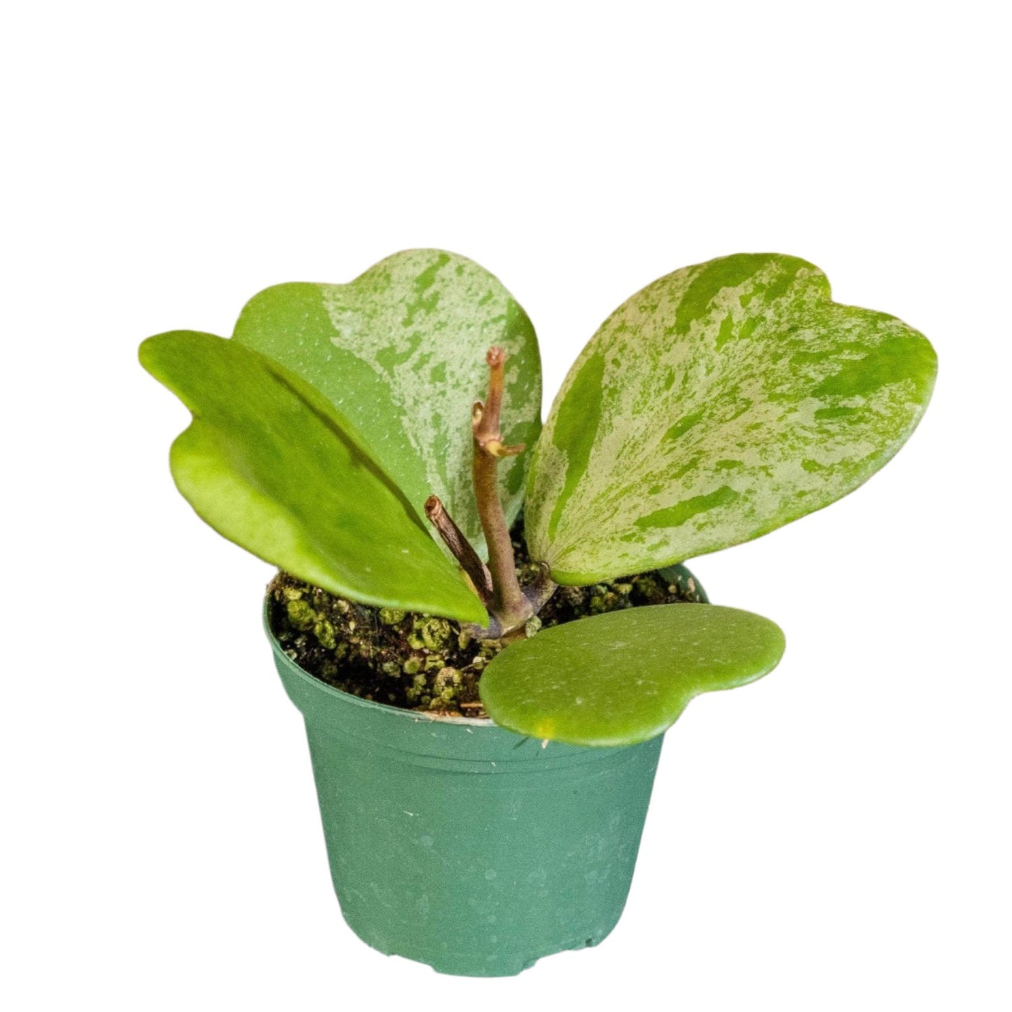 Hoya Kerrii Splash Long stem - 4''