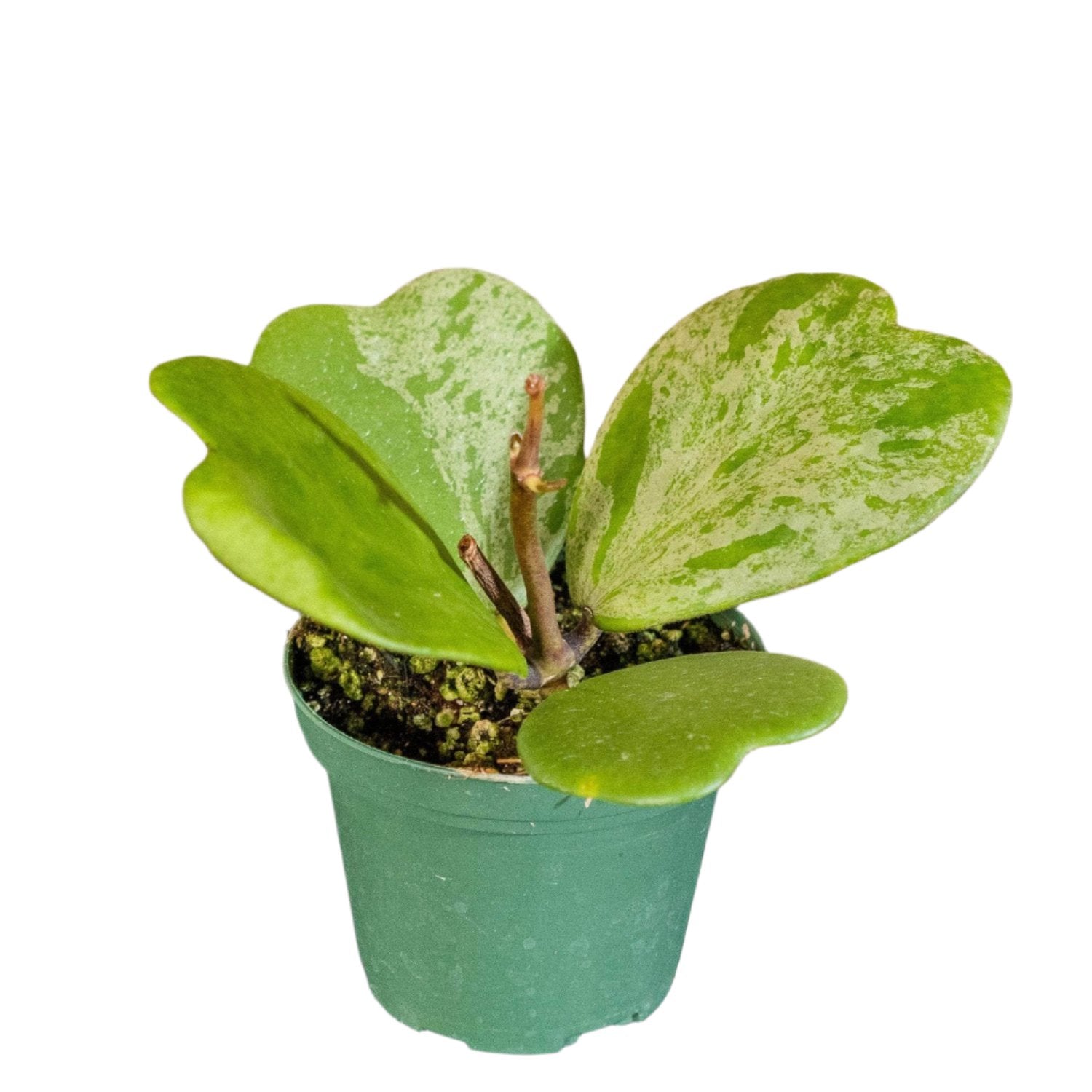 Hoya Kerrii Splash Long stem - 4''