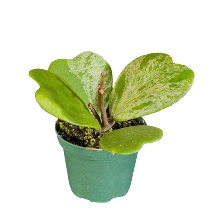 Hoya Kerrii Splash Long stem - 4''