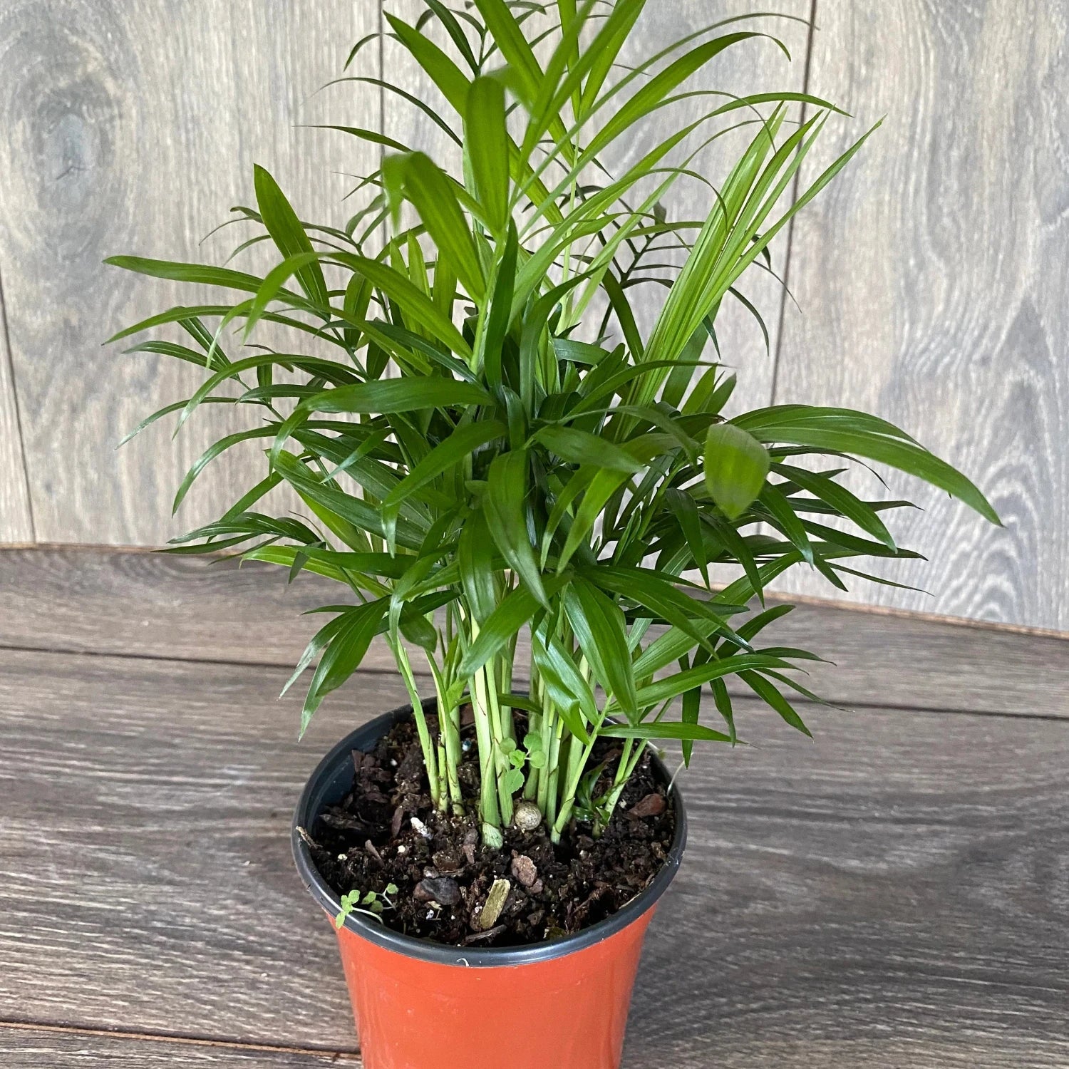 Neanthe Bella Palm - 6"