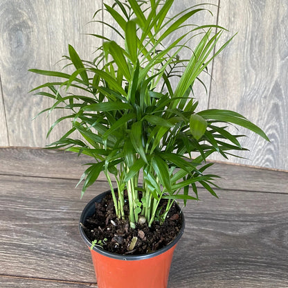 Neanthe Bella Palm - 6"