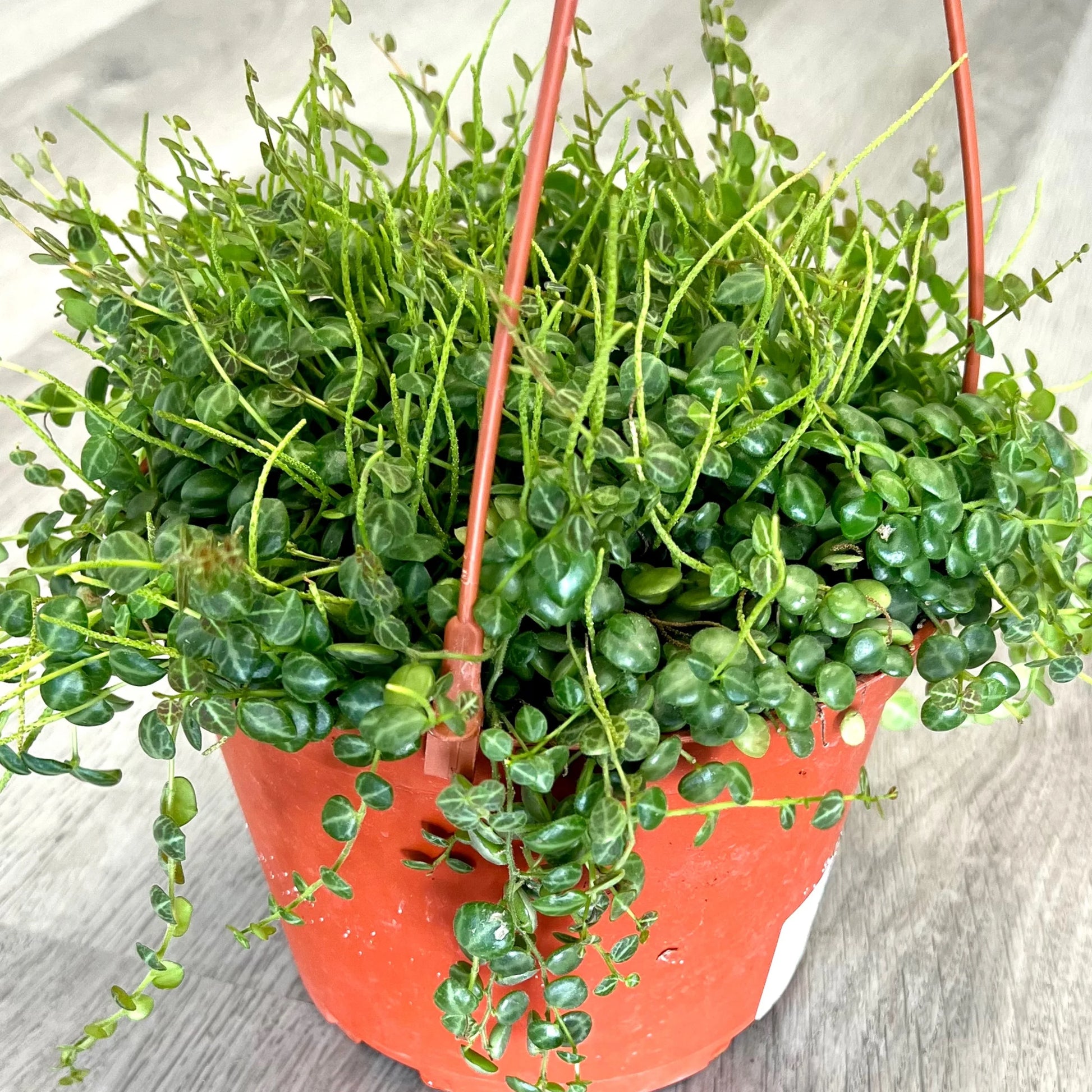 String of Turtles - 6''