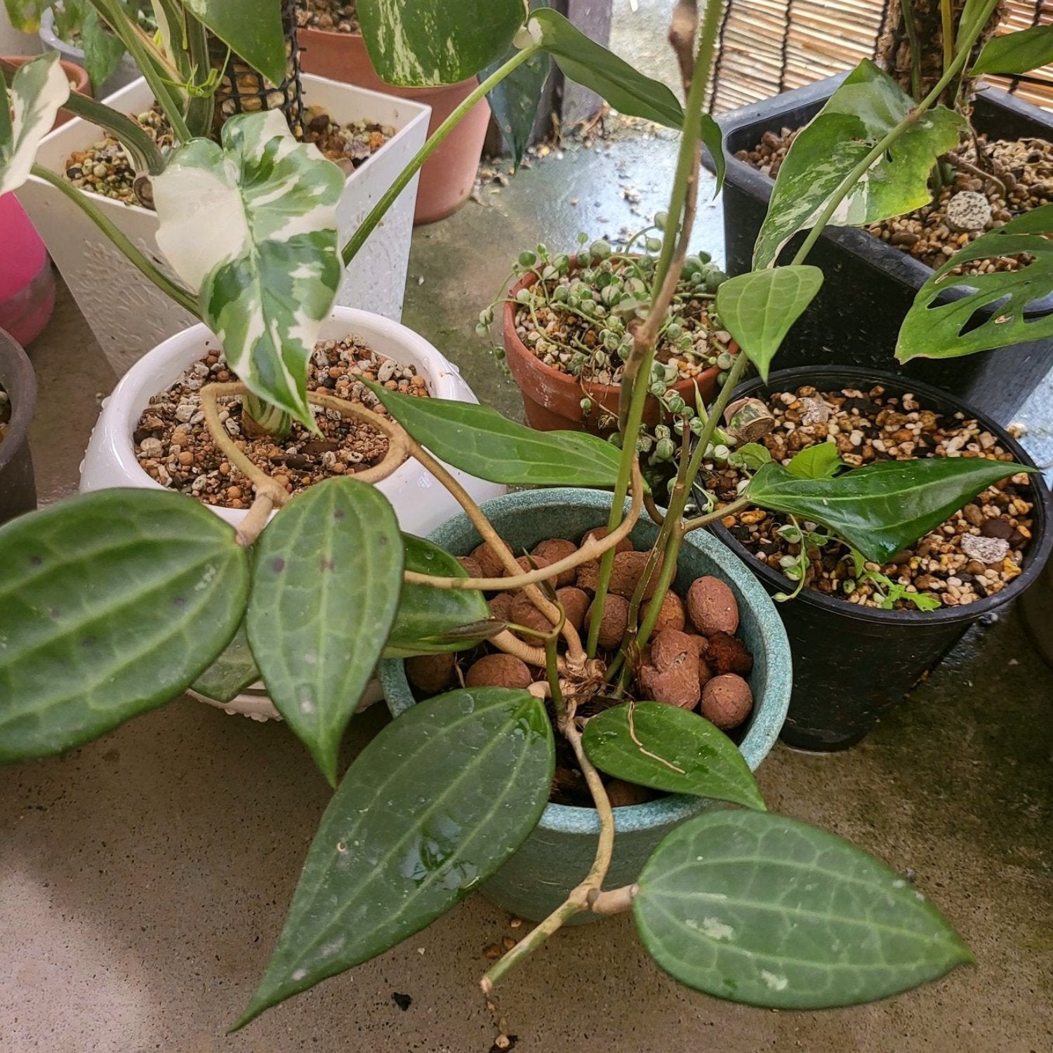 Hoya Macrophylla Latifolia Green form- 6"