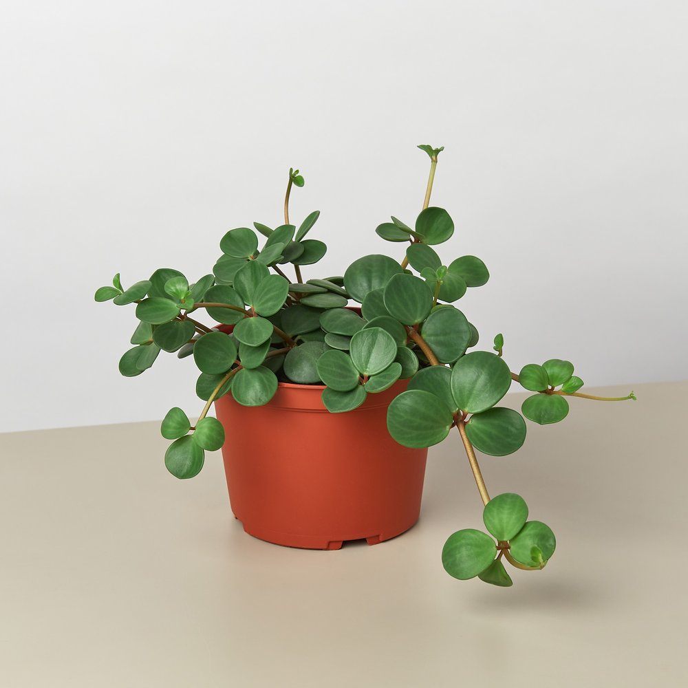 Peperomia Hope- 6"