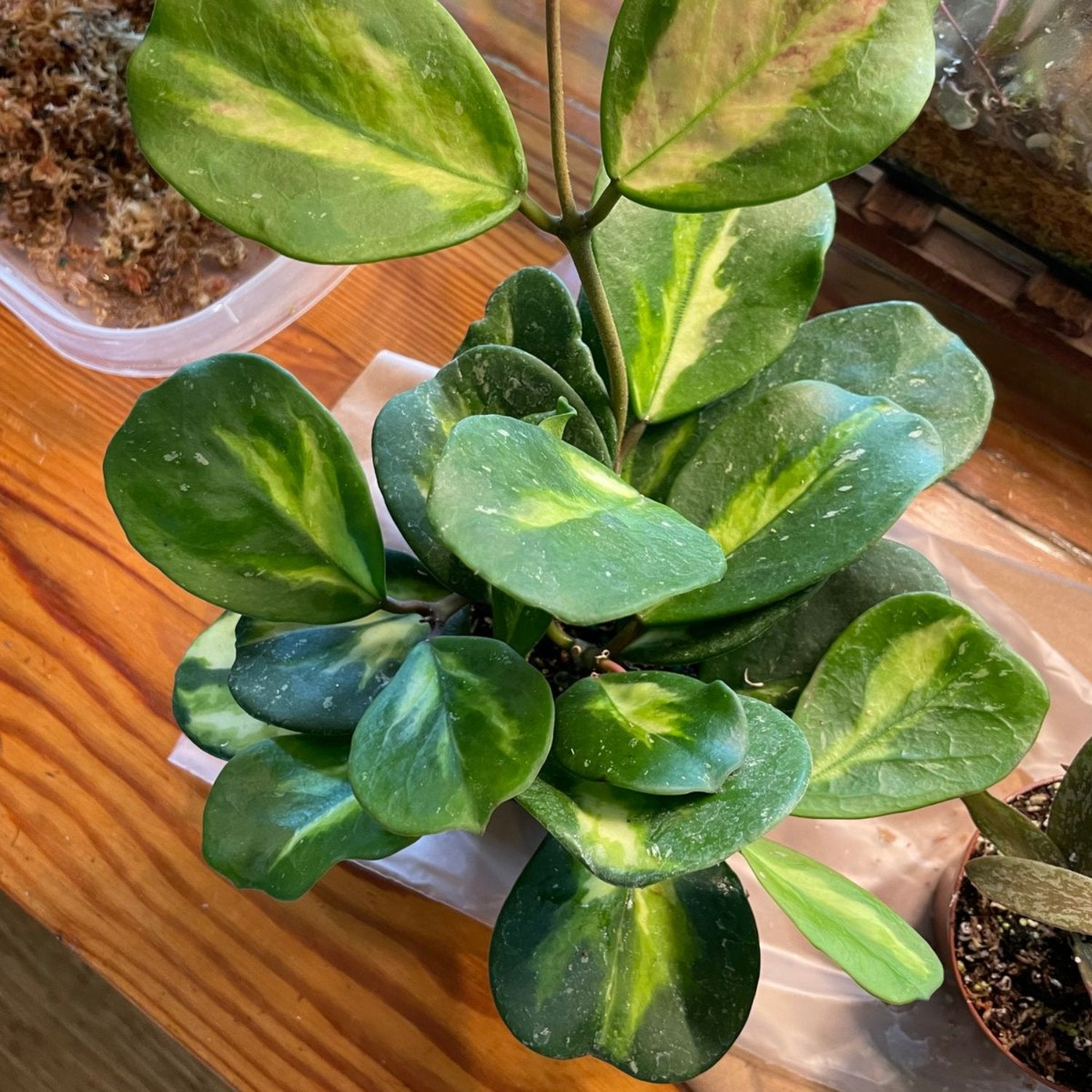 Hoya Obovata Inner Variegated - 6''
