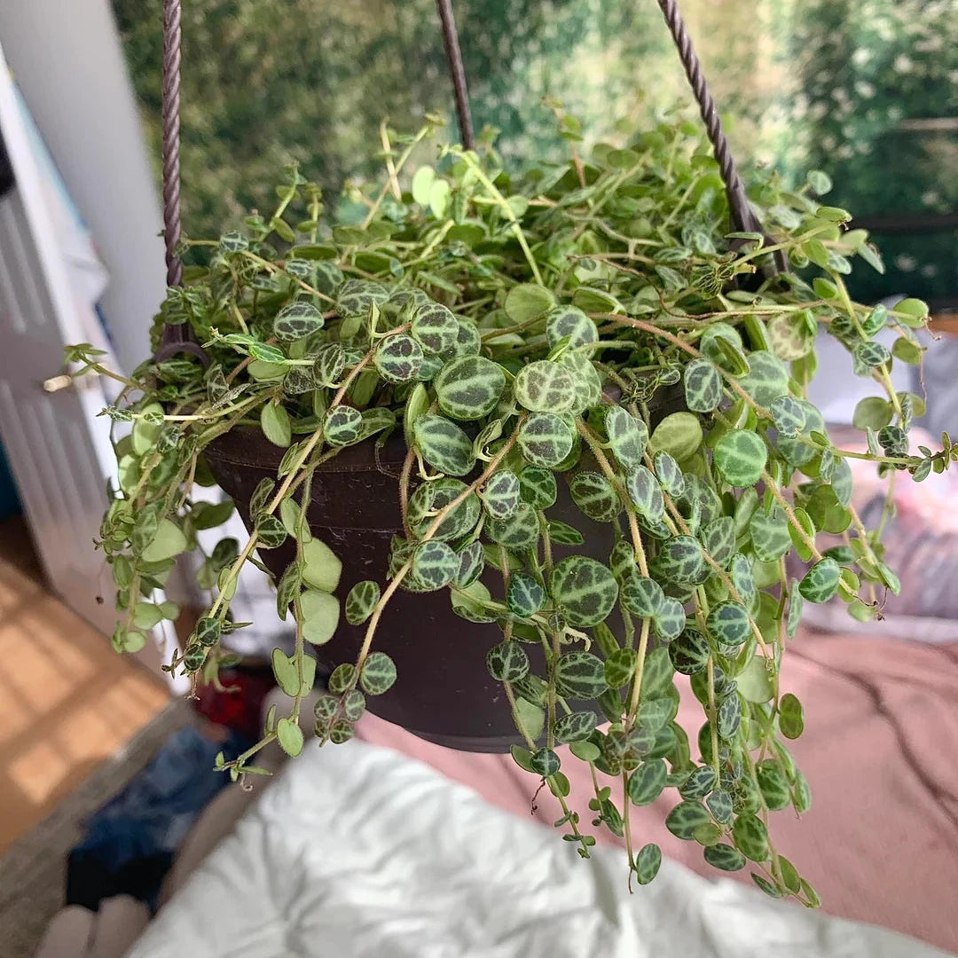String of Turtles - 6''