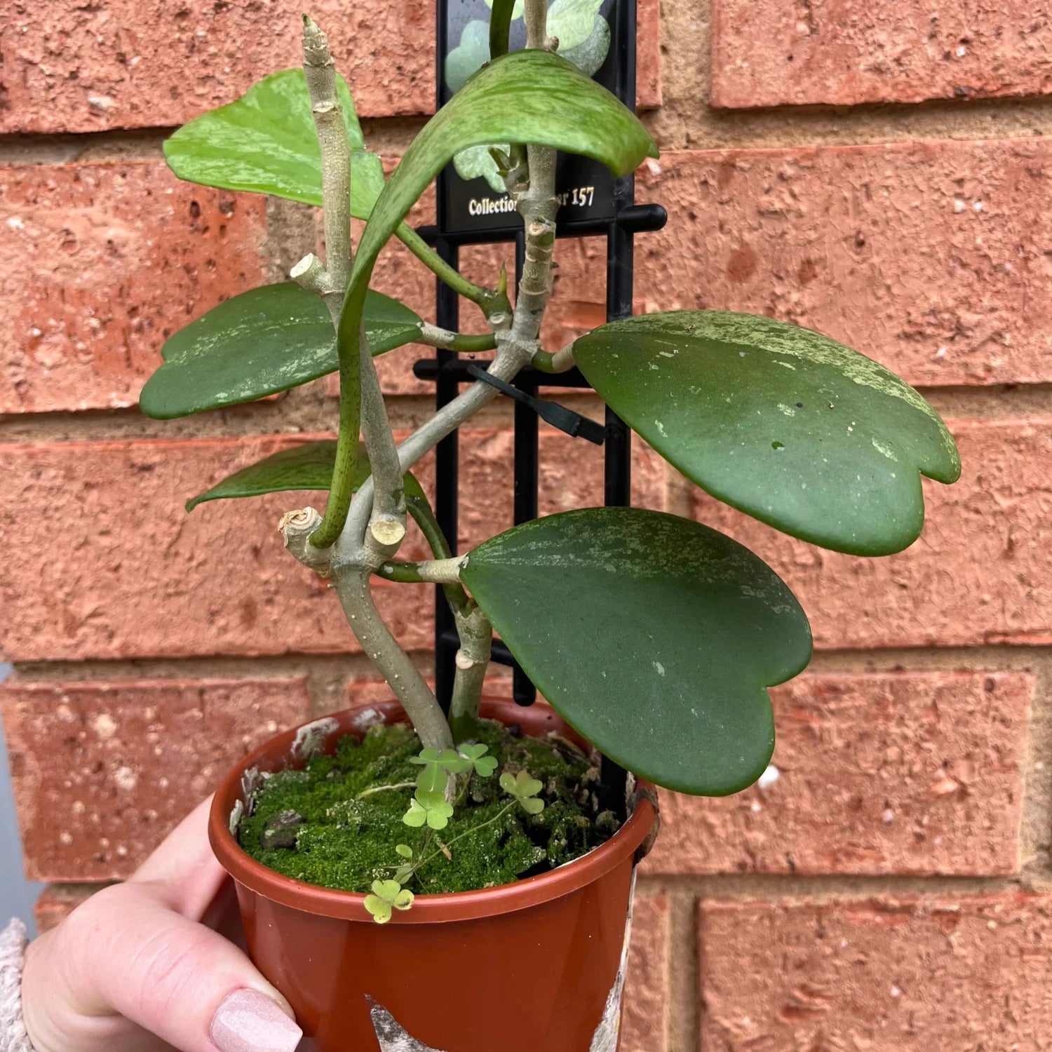 Hoya Kerrii Splash Long stem - 4''