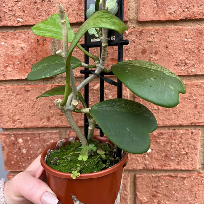 Hoya Kerrii Splash Long stem - 4''