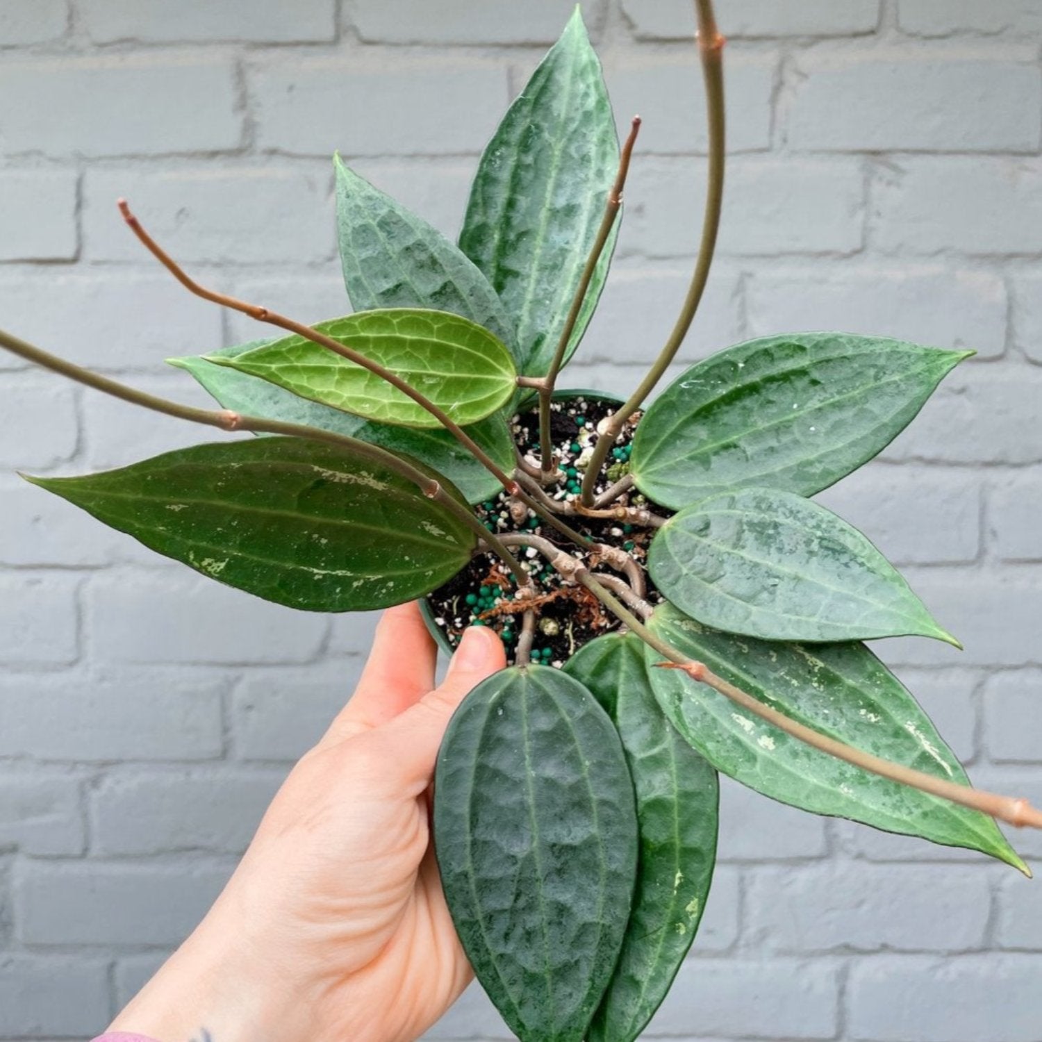 Hoya Macrophylla Latifolia Green form- 6"