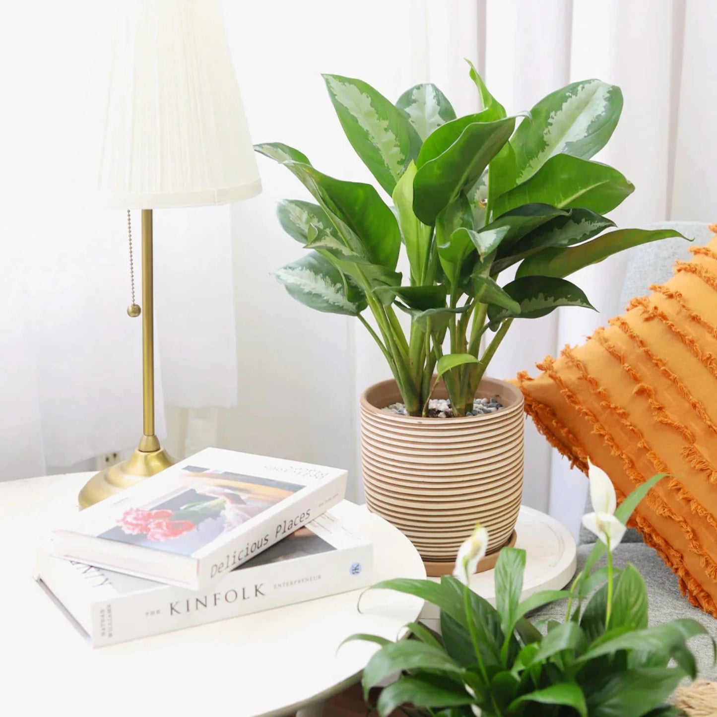 Aglaonema Chinese Evergreen - 4''