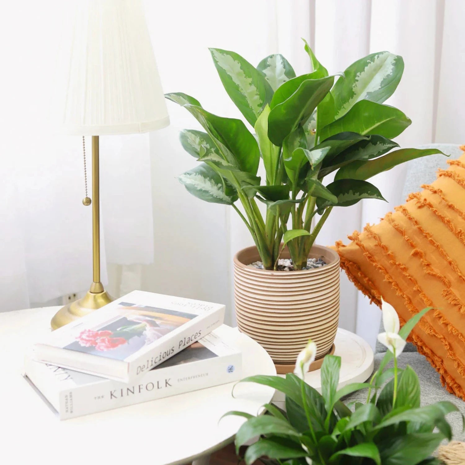 Aglaonema Chinese Evergreen - 4''