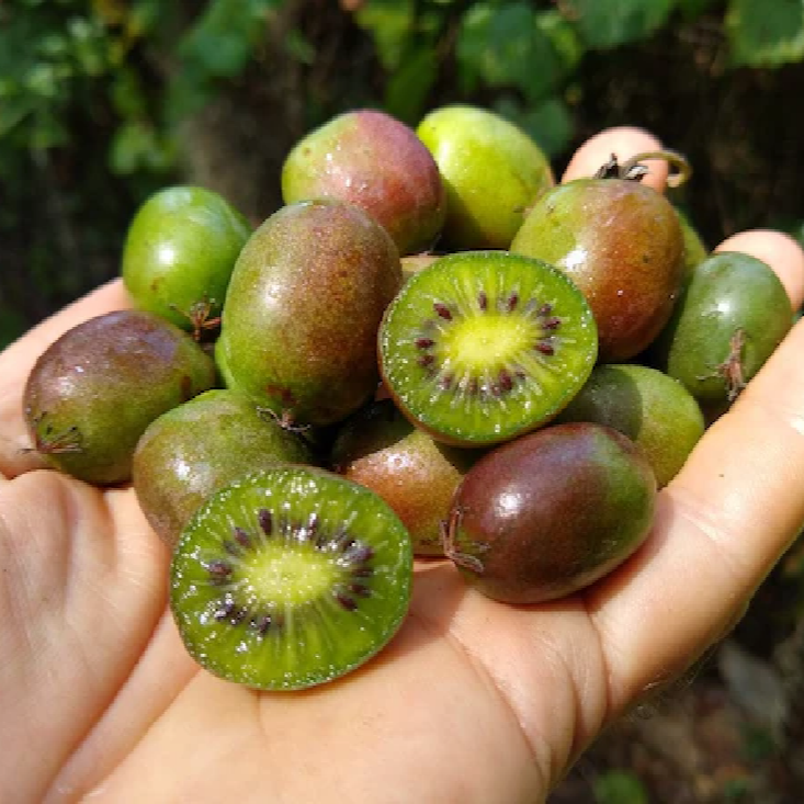 2 Kiwi Prolific Vines! Self pollinating!