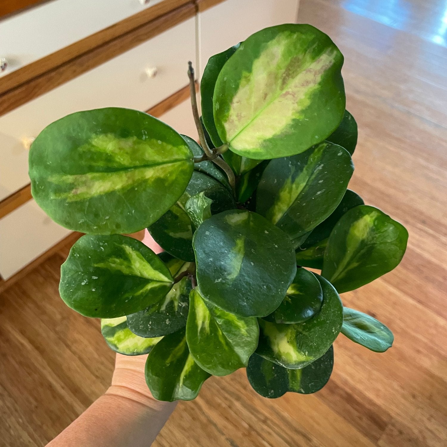 Hoya Obovata Inner Variegated - 6''
