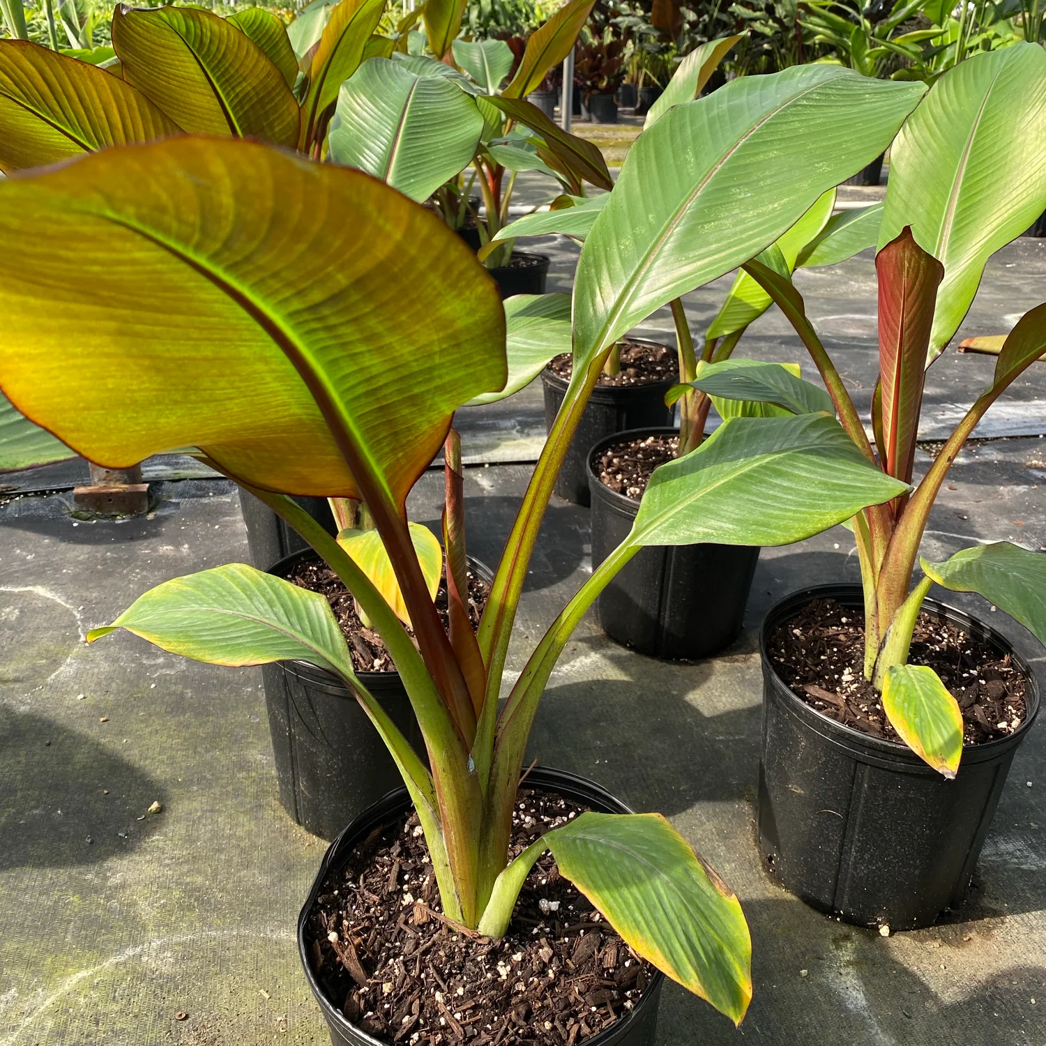 Ensete Maurelii - Red Abyssinian Banana
