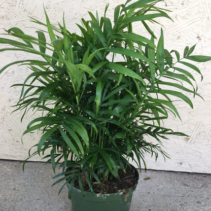 Neanthe Bella Palm - 6"