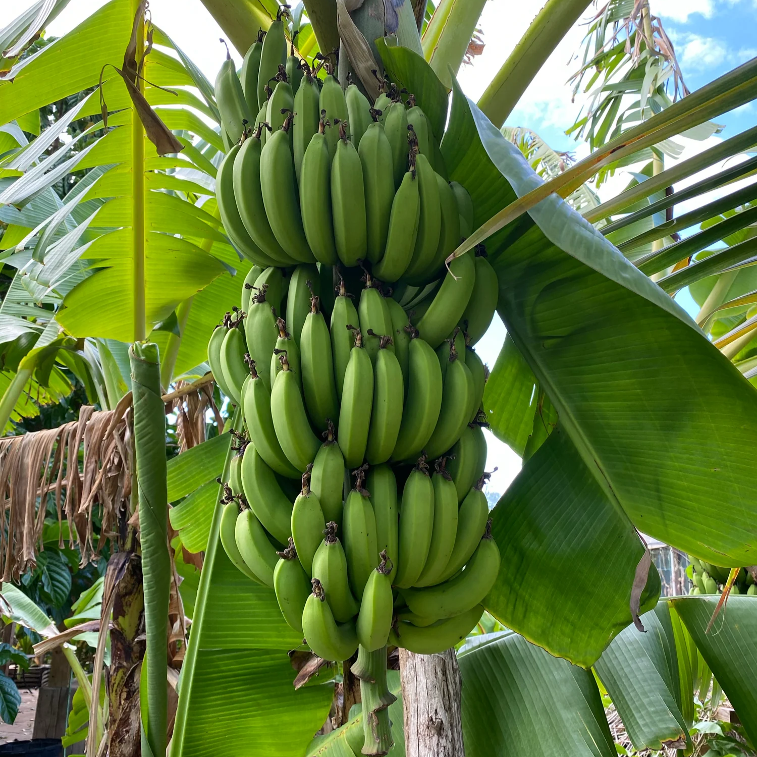Musa - 'Gran Nain' - Banana Tree - Live Plant