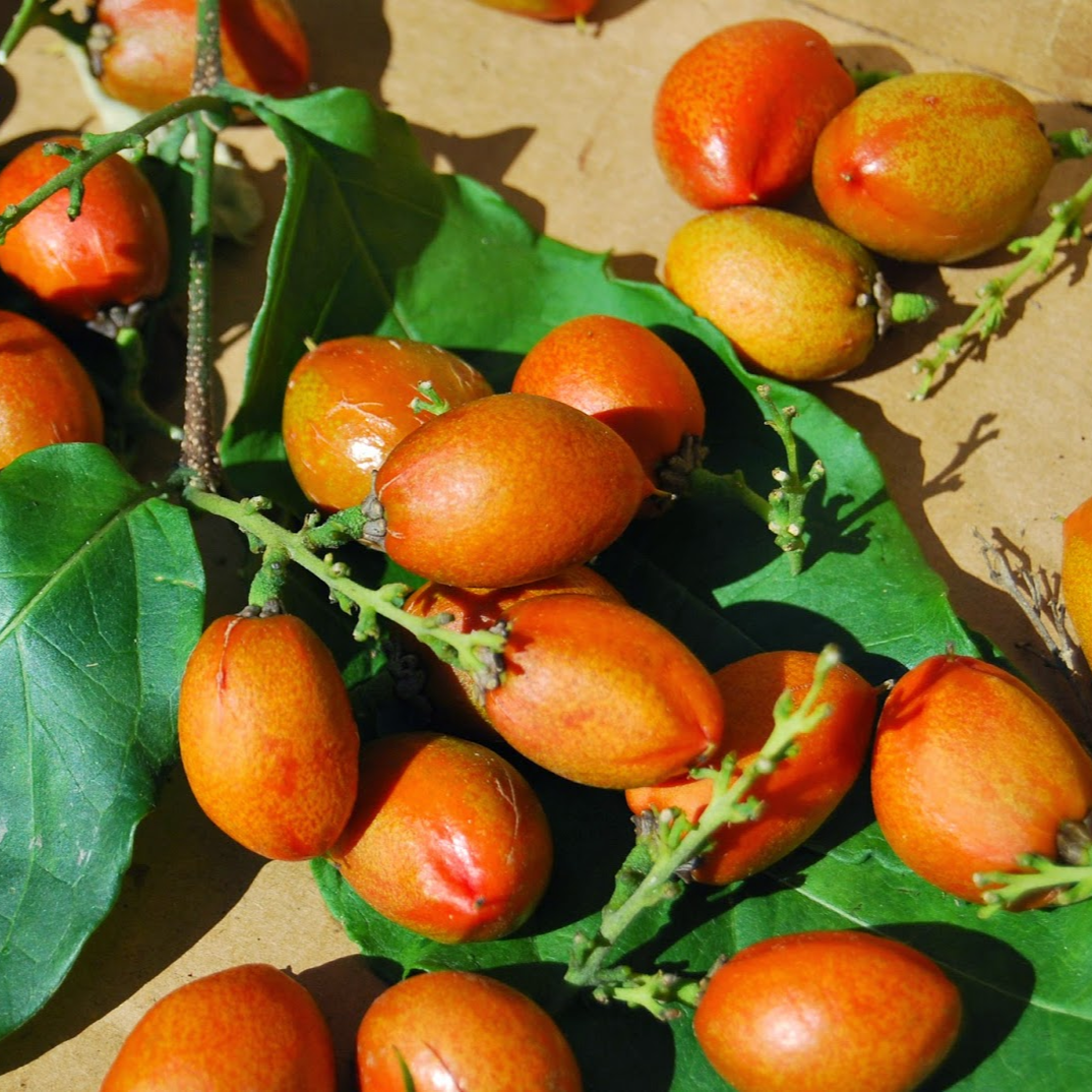PEANUT BUTTER TREE/RARE FRUIT TREE (BUNCHOSIA GLANDULIFERA)