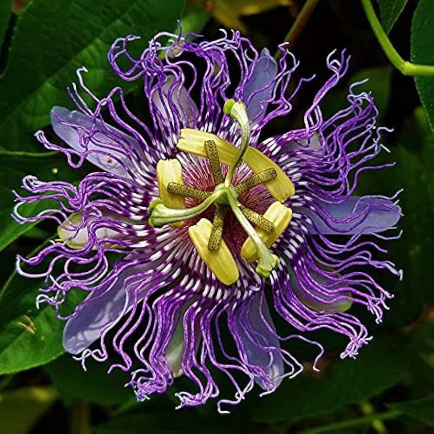 Passion Flower Possum Purple And Granadilla. 4 Plants Special!