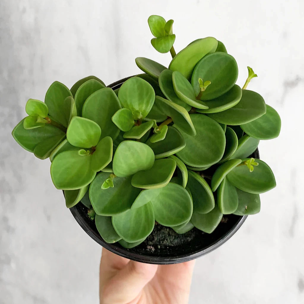 Peperomia Hope- 6"