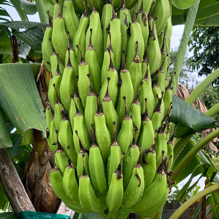 Musa - 'Gran Nain' - Banana Tree - Live Plant
