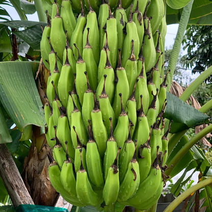 Musa - 'Gran Nain' - Banana Tree - Live Plant