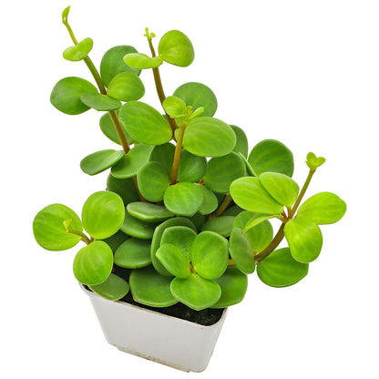 Peperomia Hope- 6"