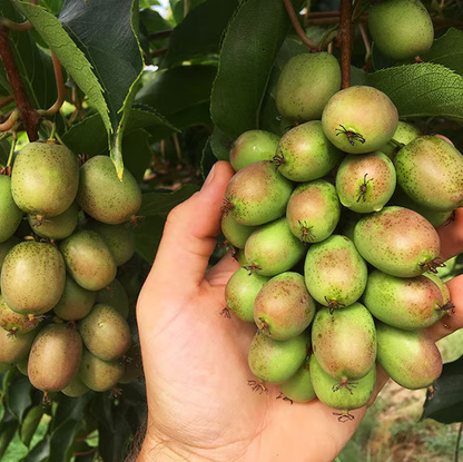 2 Kiwi Prolific Vines! Self pollinating!