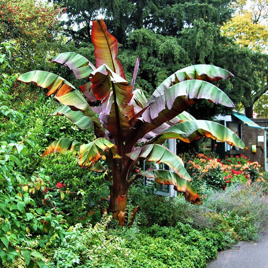 Ensete Maurelii - Red Abyssinian Banana
