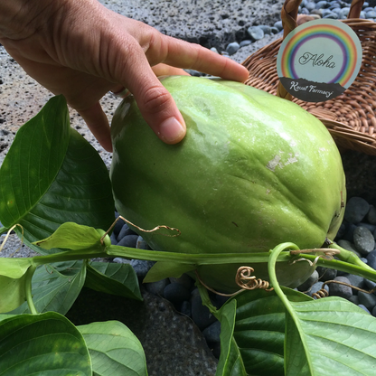Giant Granadilla Passionflower - Edible Passion Fruit - 2 Plants For 1 SPECIAL!