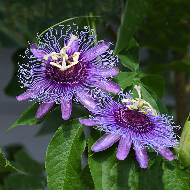 Passion Flower Possum Purple And Granadilla. 4 Plants Special!