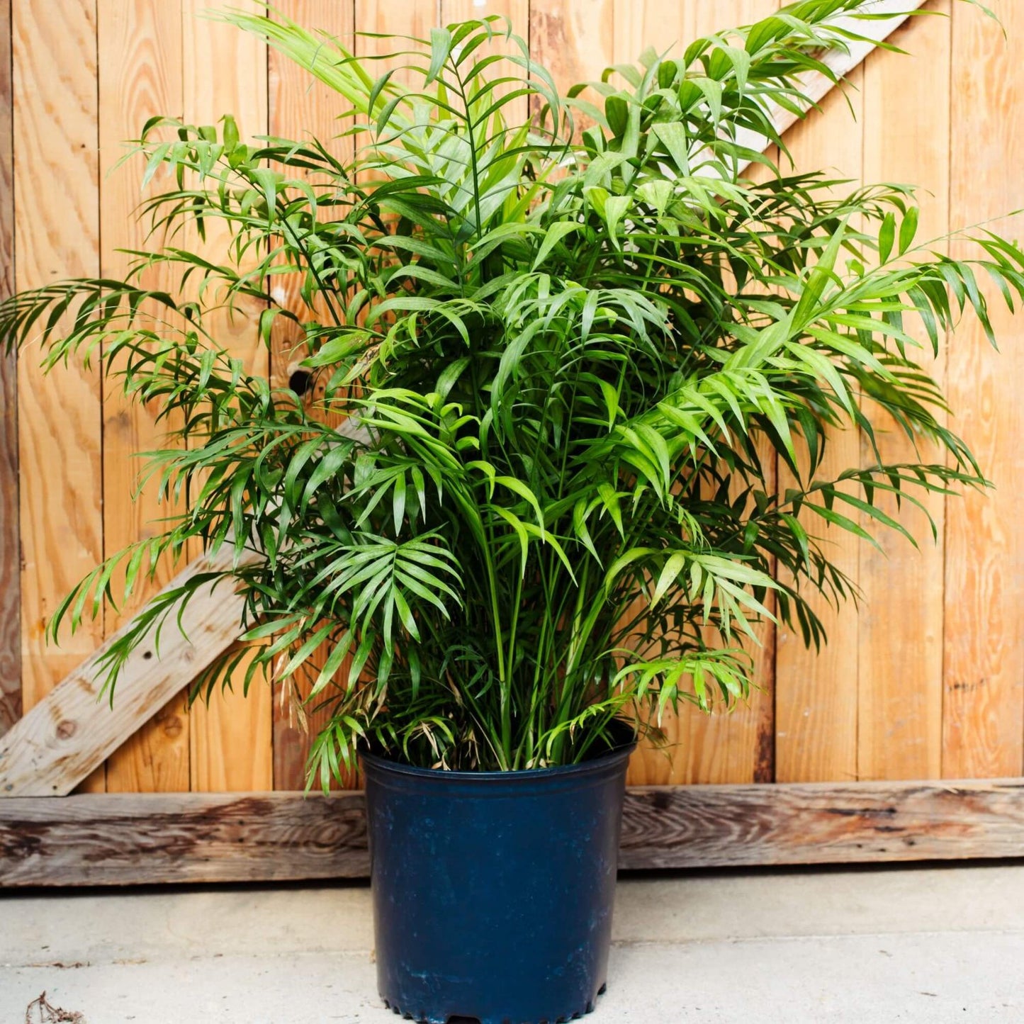Neanthe Bella Palm - 6"