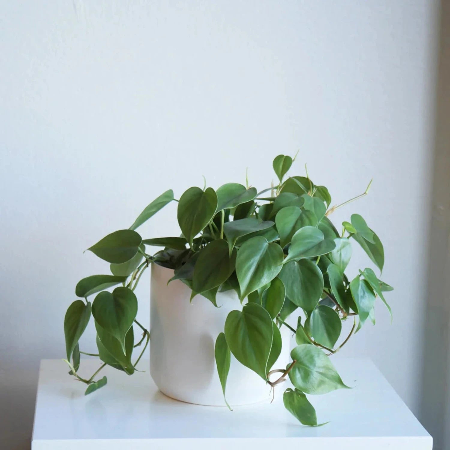 Philodendron Cordatum - 2"