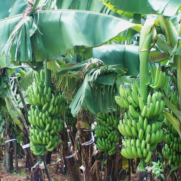 Grand Nain Banana Tree - 4 Dwarf Live Banana Plants