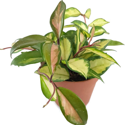 Rare Hoya Tricolor - 4"