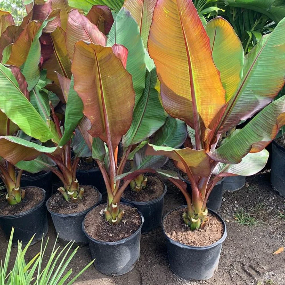 Ensete Maurelii - Red Abyssinian Banana
