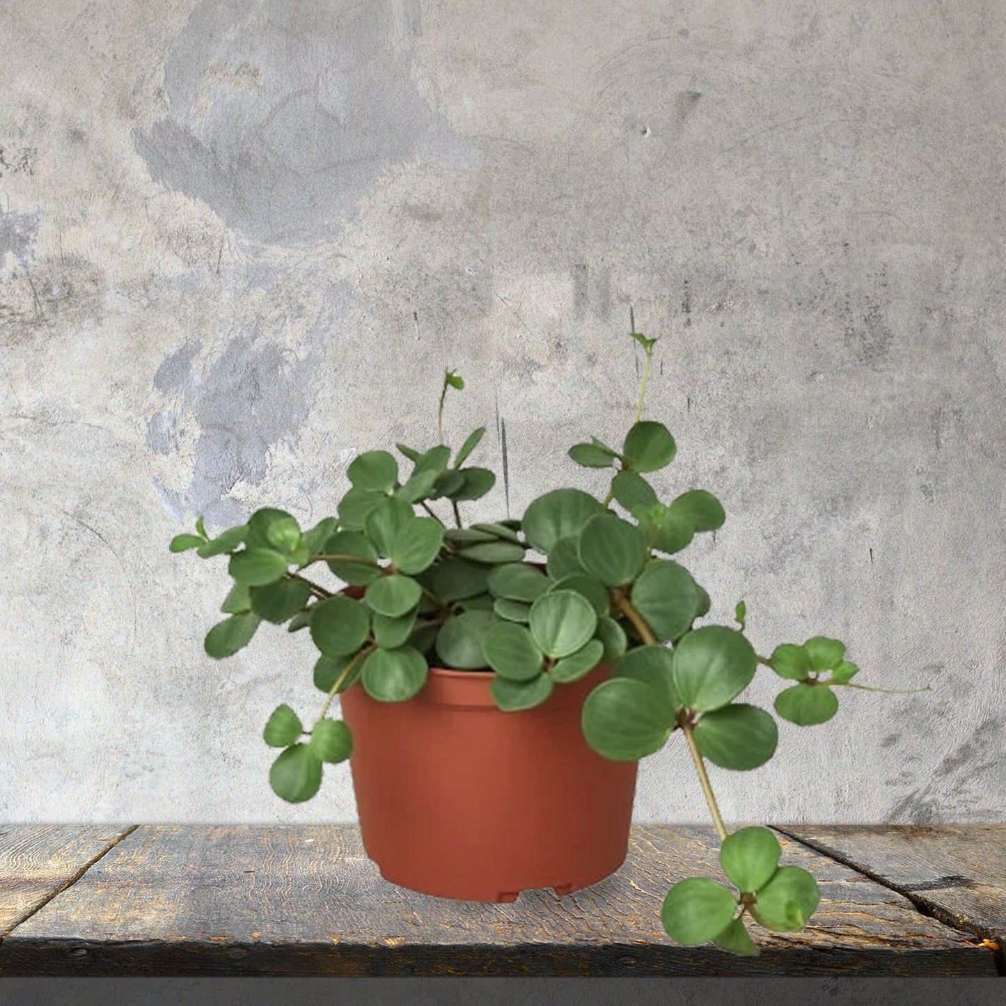 Peperomia Hope- 6"