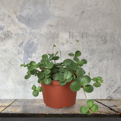 Peperomia Hope- 6"