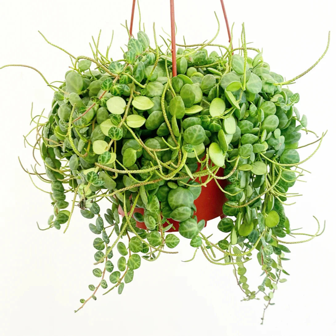 String of Turtles - 6''