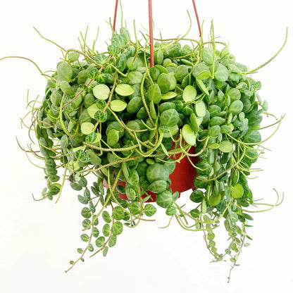 String of Turtles - 6''