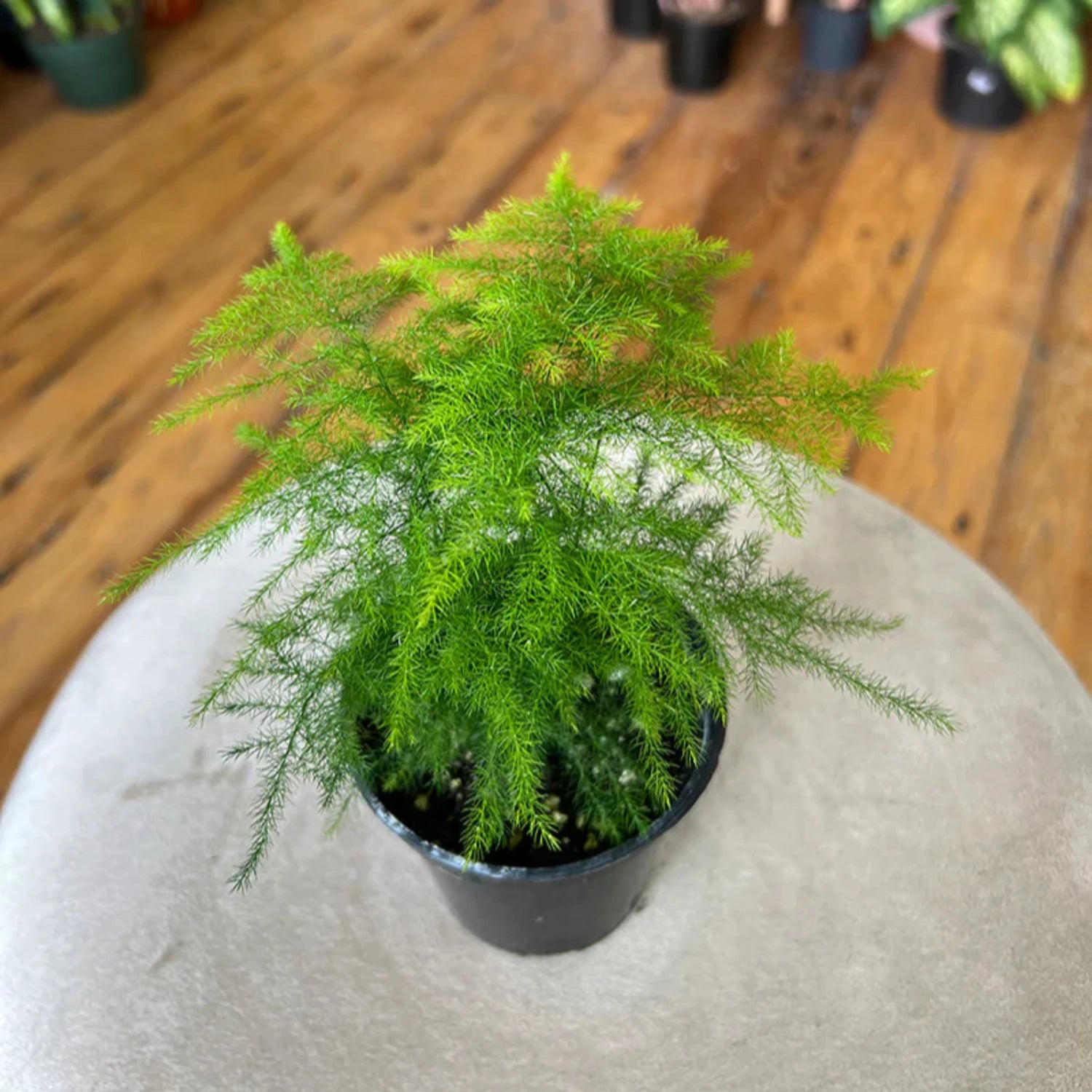 Plumosa Fern - 4''