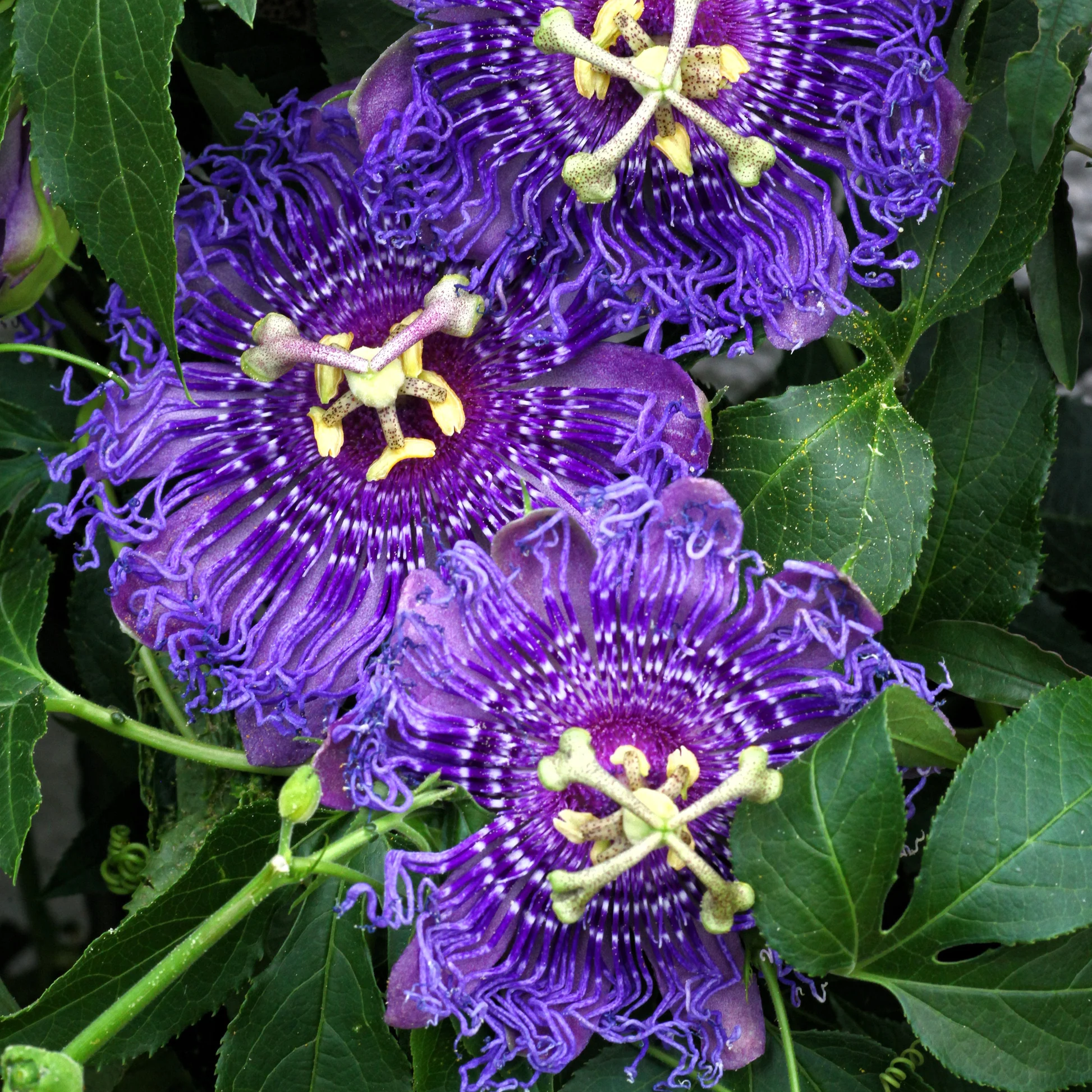 Passion Flower Possum Purple And Granadilla. 4 Plants Special!