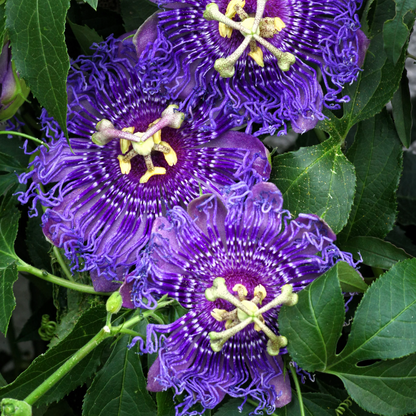 Passion Flower Possum Purple And Granadilla. 4 Plants Special!